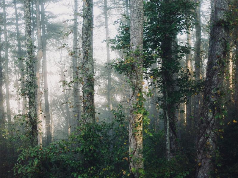 Foto af en skov. Fotokreditering: Melinda Pack for Unsplash.